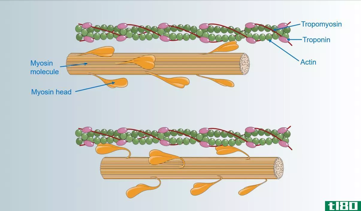 肌动蛋白(actin)和肌球蛋白(myosin)的区别