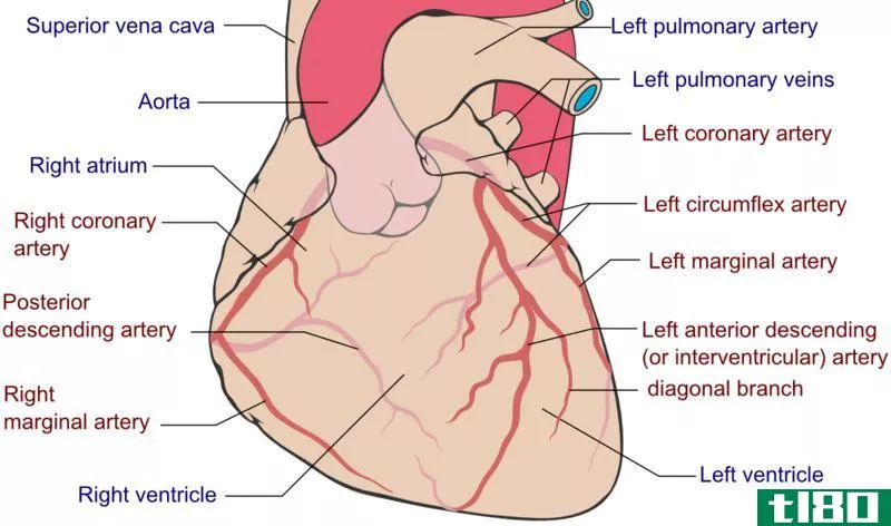 冠状动脉(coronary)和颈动脉(carotid artery)的区别