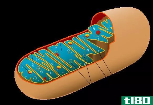 线粒体(mitochondria)和叶绿体(chloroplast)的区别