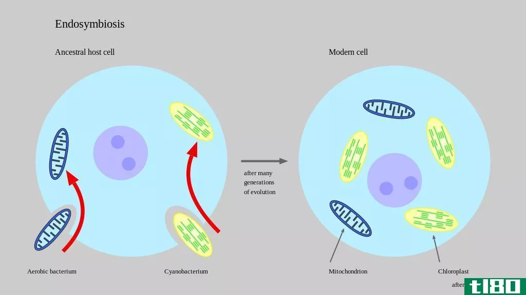 内共生(endosymbiosis)和共生(symbiosis)的区别