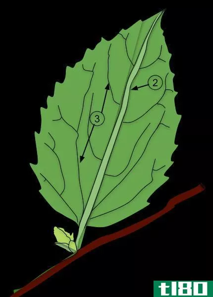 杂斑叶片(variegated leaves)和单叶(simple leaves)的区别