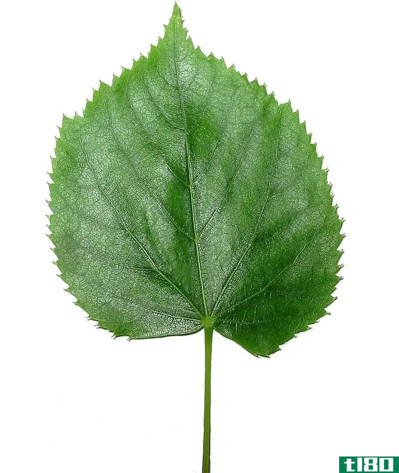 单子叶(monocot)和双子叶(dicot leaves)的区别