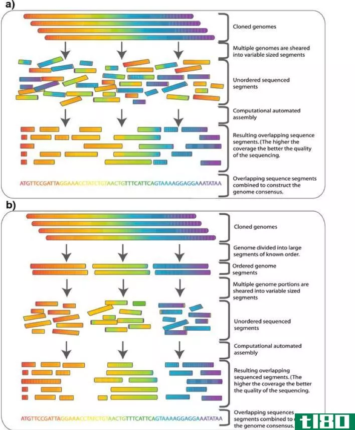 等级制(hierarchical)和全基因组鸟枪测序(whole genome shotgun sequencing)的区别
