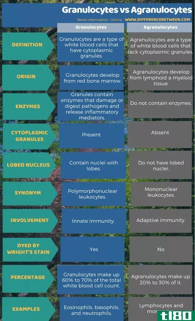 粒细胞(granulocytes)和无颗粒细胞(agranulocytes)的区别