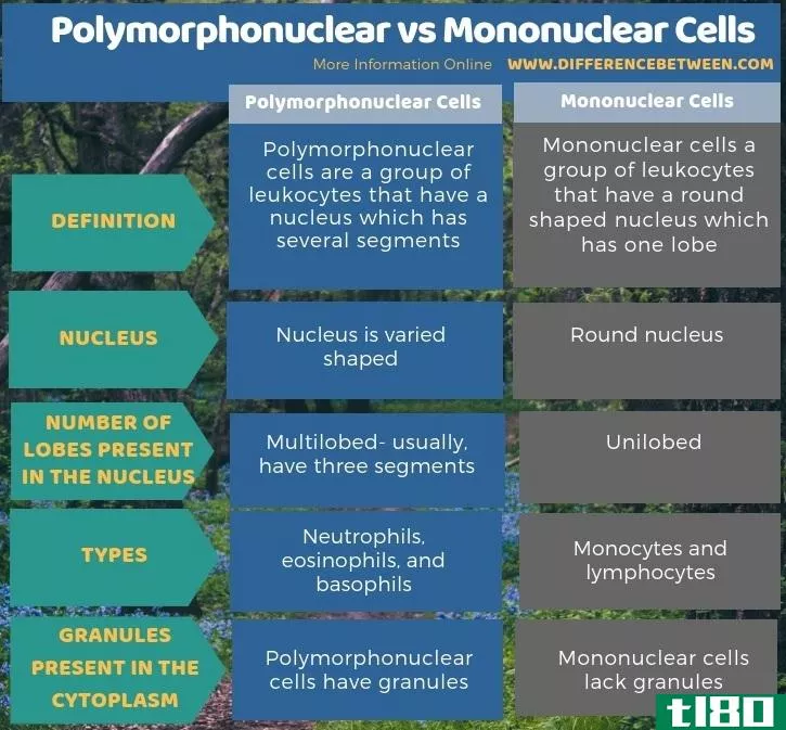 多形核(polymorphonuclear)和单核细胞(mononuclear cells)的区别