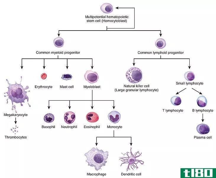造血(hematopoiesis)和红细胞生成(erythropoiesis)的区别