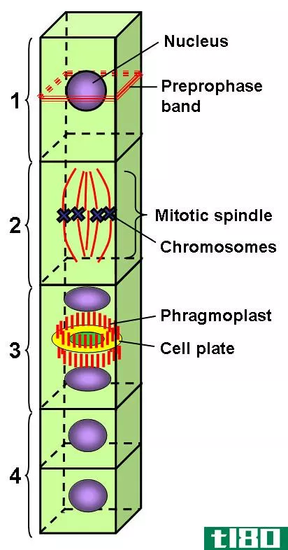 隔膜(phragmoplast)和电池板(cell plate)的区别