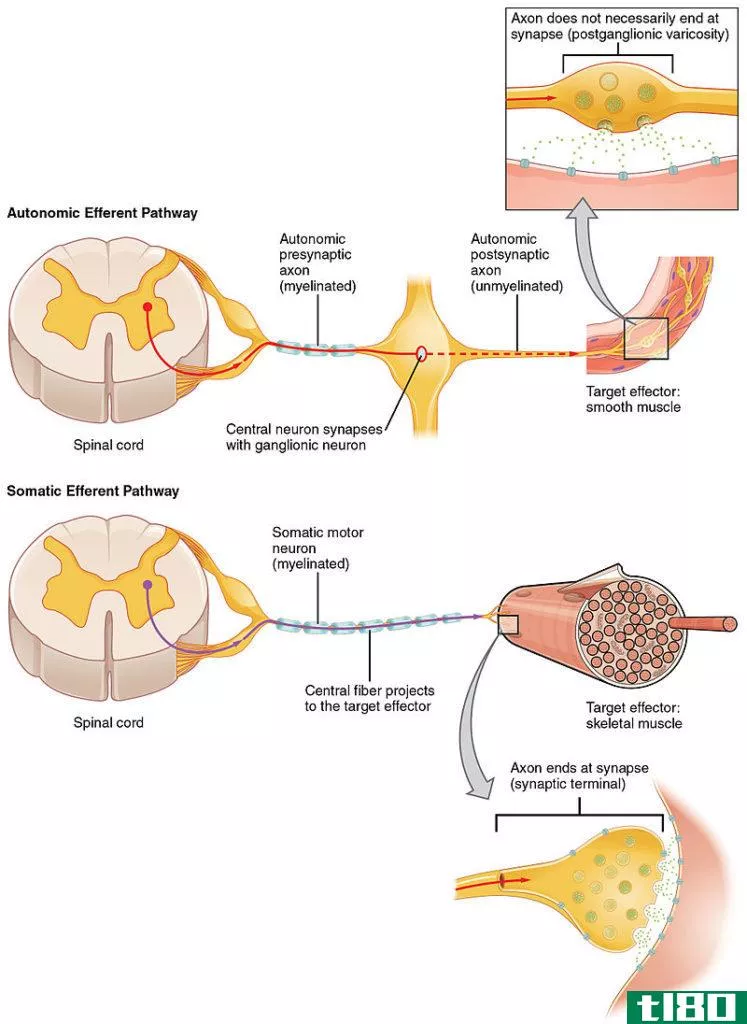 体细胞的(somatic)和内脏反射(visceral reflex)的区别