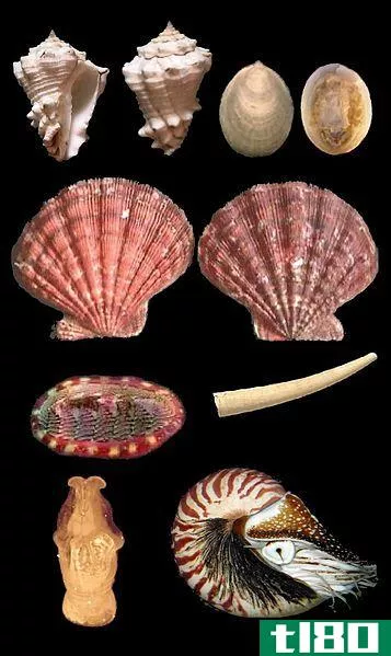 软体动物(mollusca)和棘皮动物(echinodermata)的区别