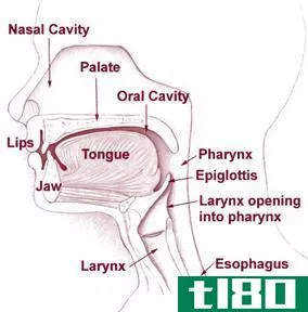 悬雍垂(uvula)和会厌(epiglottis)的区别