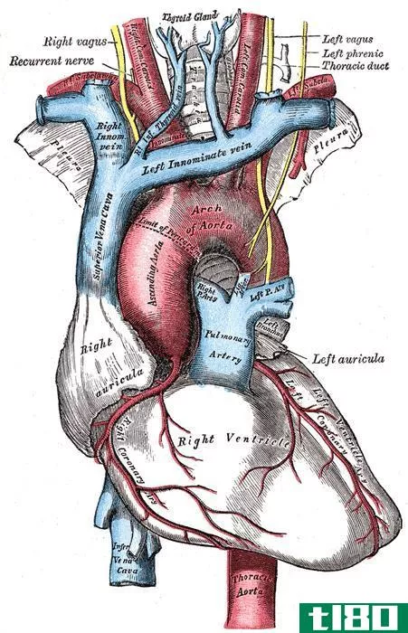 优越的(superior)和下腔静脉(inferior vena cava)的区别