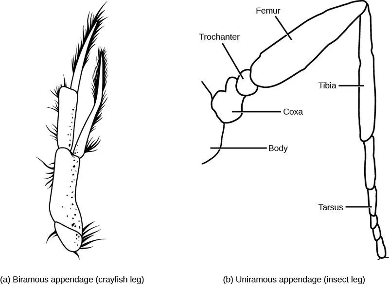 双性恋(biramous)和单枝节肢动物(uniramous arthropods)的区别