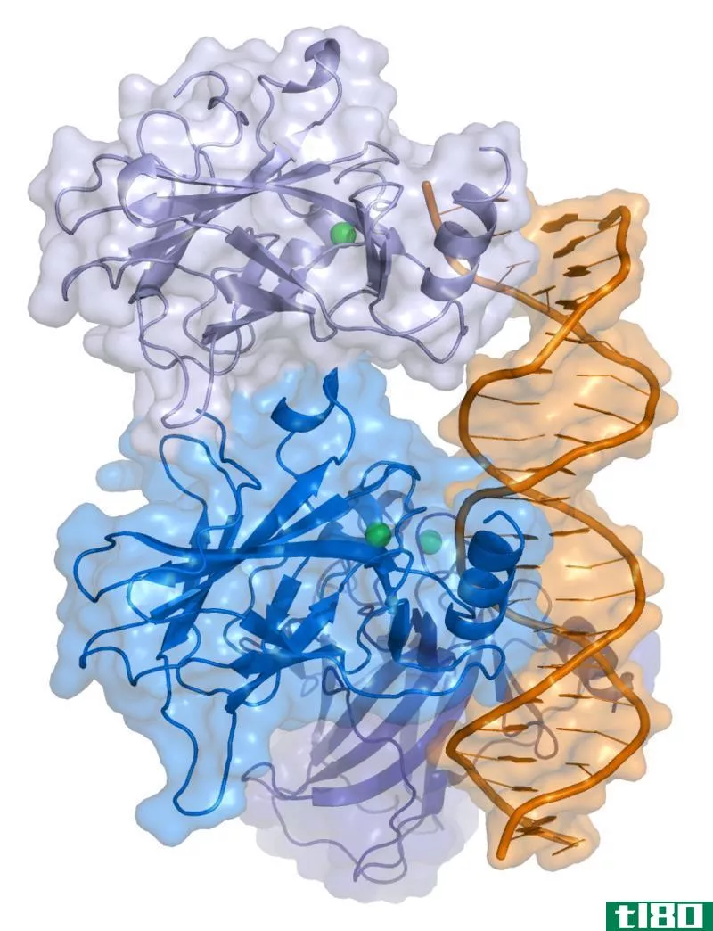 p53基因(p53)和tp53型(tp53)的区别