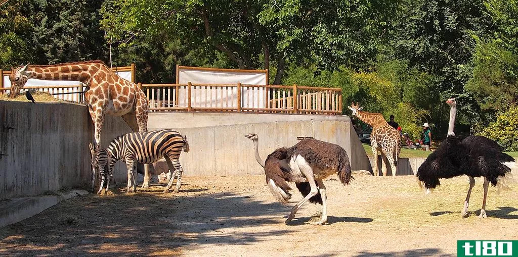 游猎(safari)和动物园(zoo)的区别