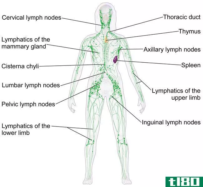循环系统(circulatory system)和淋巴系统(lymphatic system)的区别