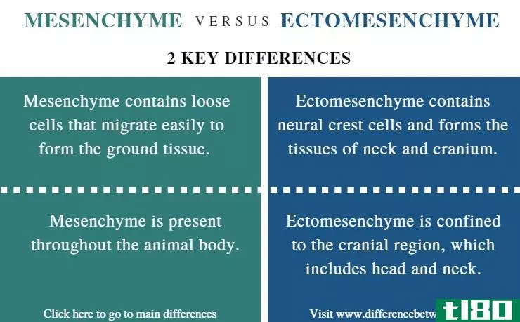 间充质(mesenchyme)和外间质(ectomesenchyme)的区别