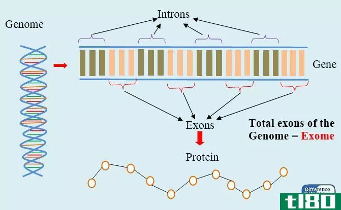 基因组(genome)和外显子(exome)的区别