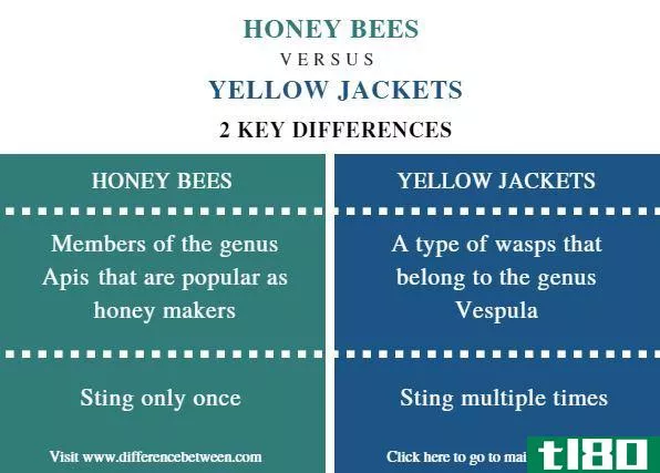 蜜蜂(honey bees)和黄色夹克(yellow jackets)的区别