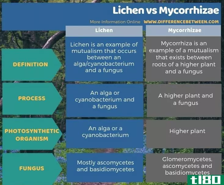 地衣(lichen)和菌根(mycorrhizae)的区别