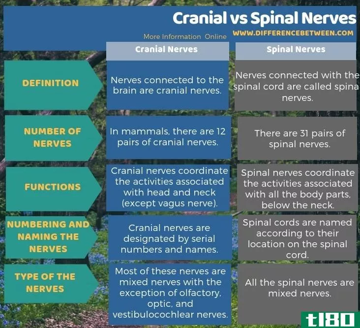头盖的(cranial)和脊神经(spinal nerves)的区别