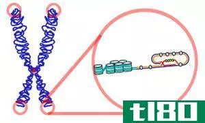 端粒(telomeres)和端粒酶(telomerase)的区别