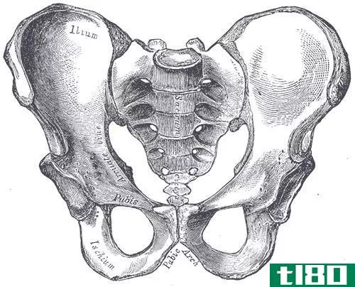骨盆(pelvis)和骨盆腰带(pelvic girdle)的区别