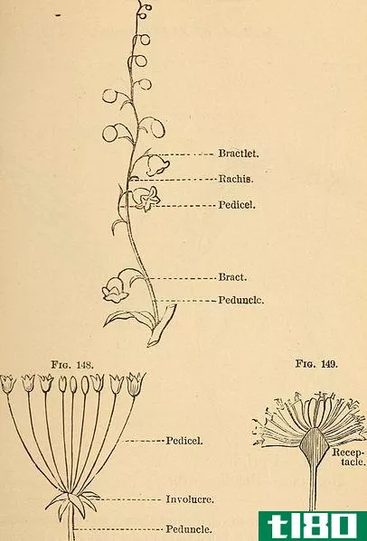 花梗(pedicel)和花序梗(peduncle)的区别