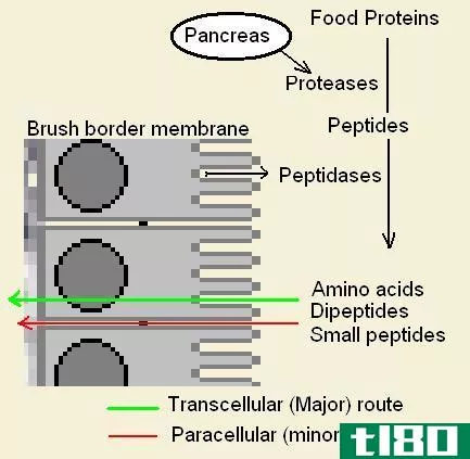 旁细胞(paracellular)和跨细胞扩散(transcellular diffusion)的区别