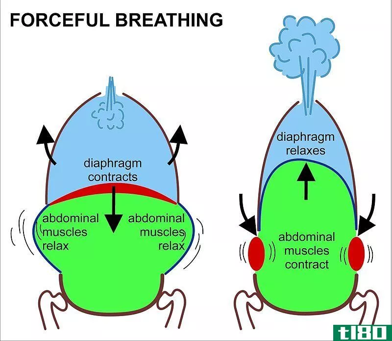 过度换气(hyperventilation)和呼吸急促(tachypnea)的区别
