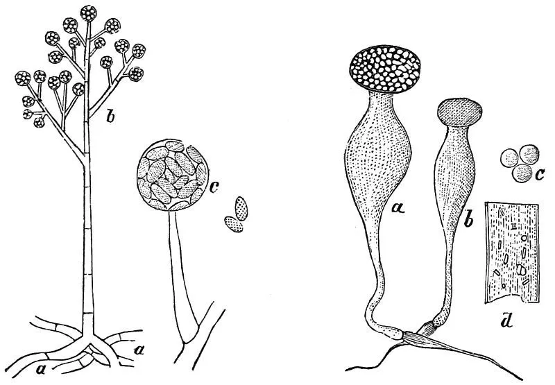 孢子囊(sporangia)和gametangia公司(gametangia)的区别