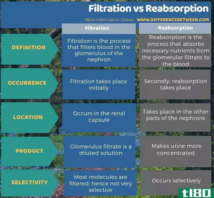 过滤(filtration)和重吸收(reabsorption)的区别