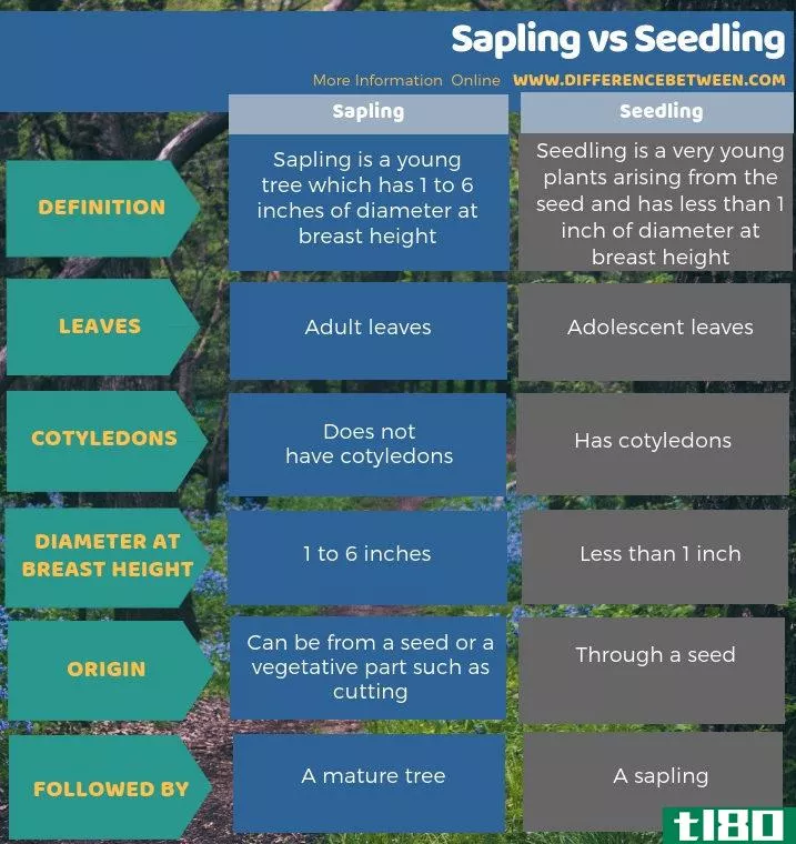 树苗(sapling)和苗木(seedling)的区别