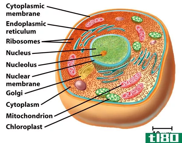 细胞(cell)和小体(corpuscles)的区别