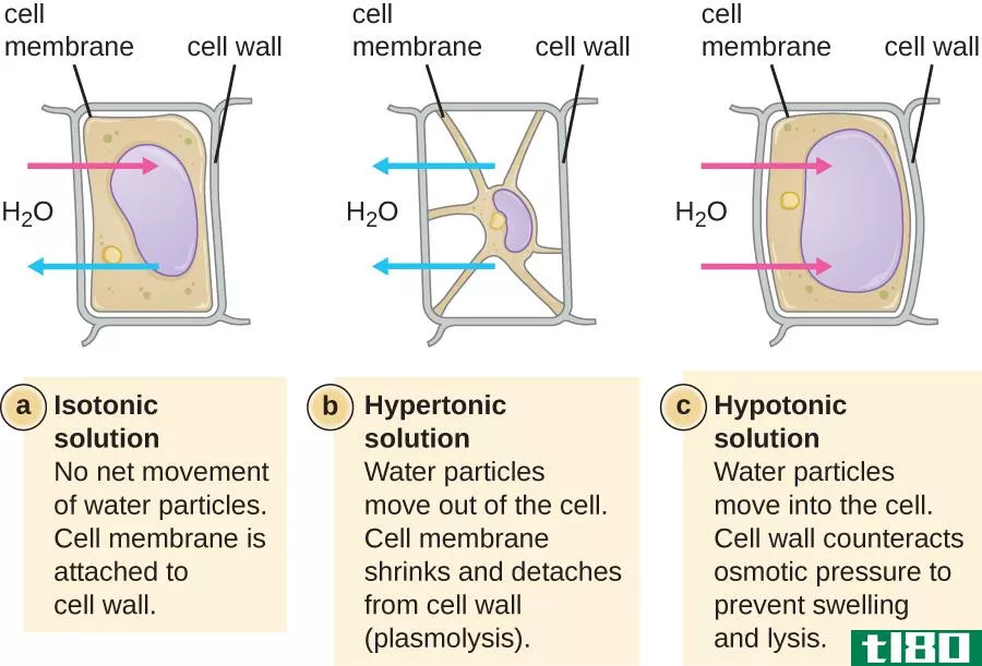 质膜分离(pla**olysis)和细胞溶解(cytolysis)的区别