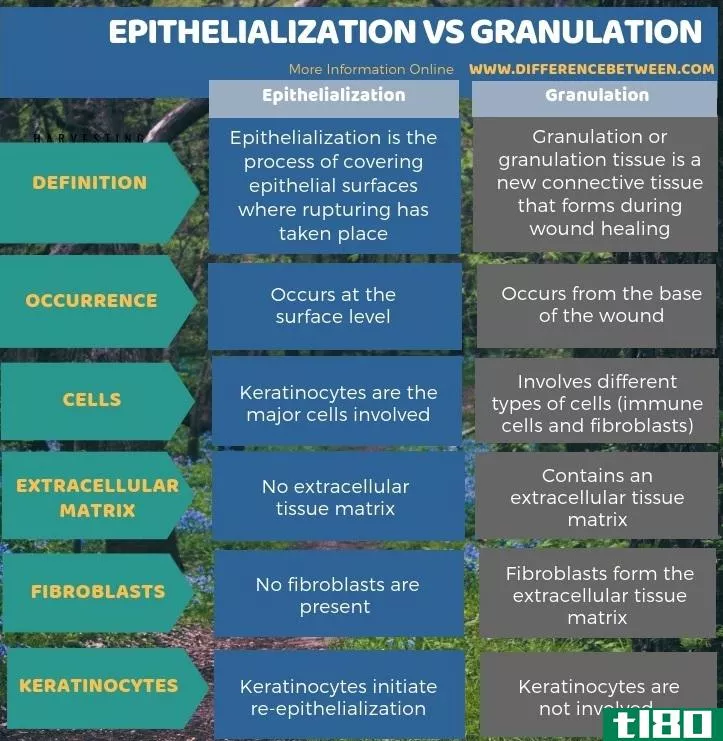 上皮化(epithelialization)和造粒(granulation)的区别