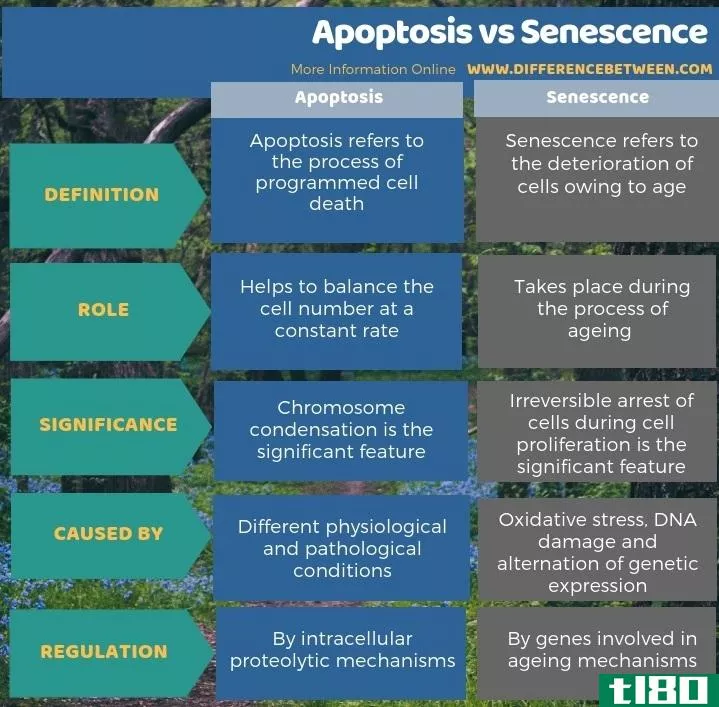 细胞凋亡(apoptosis)和衰老(senescence)的区别