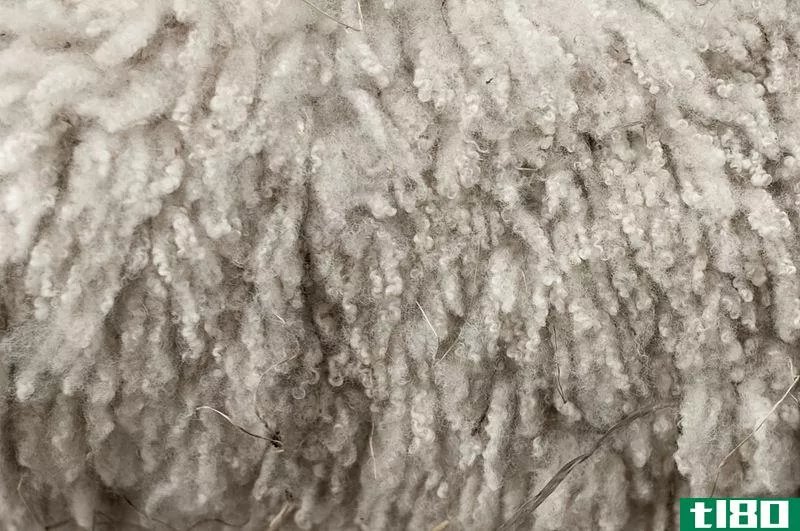 棉(cotton)和羊毛(wool)的区别