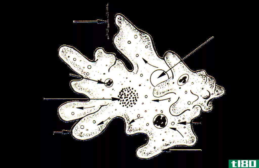 wbc(wbc)和阿米巴(amoeba)的区别