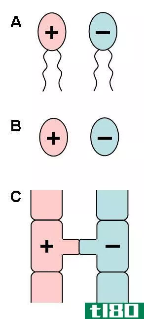 异卵同族(anisogamy isogamy)和卵婚制(oogamy)的区别