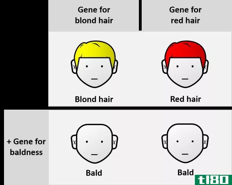 上位基因(epistatic gene)和本质基因(hypostatic gene)的区别