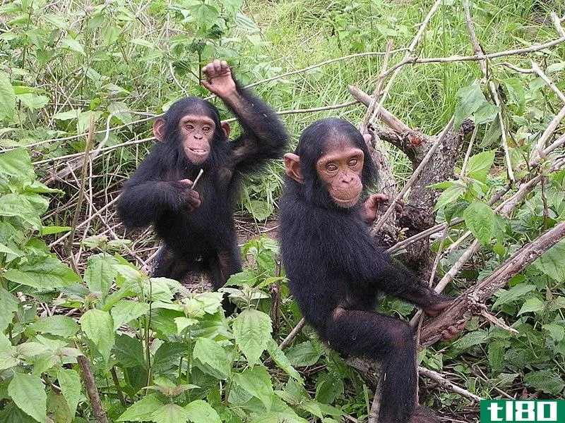 大猩猩(gorilla)和黑猩猩(chimpanzee)的区别