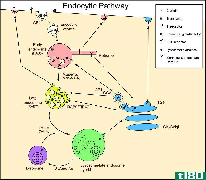 内体(endosome)和溶酶体(lysosome)的区别