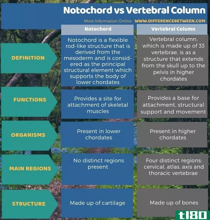 脊索(notochord)和脊柱(vertebral column)的区别