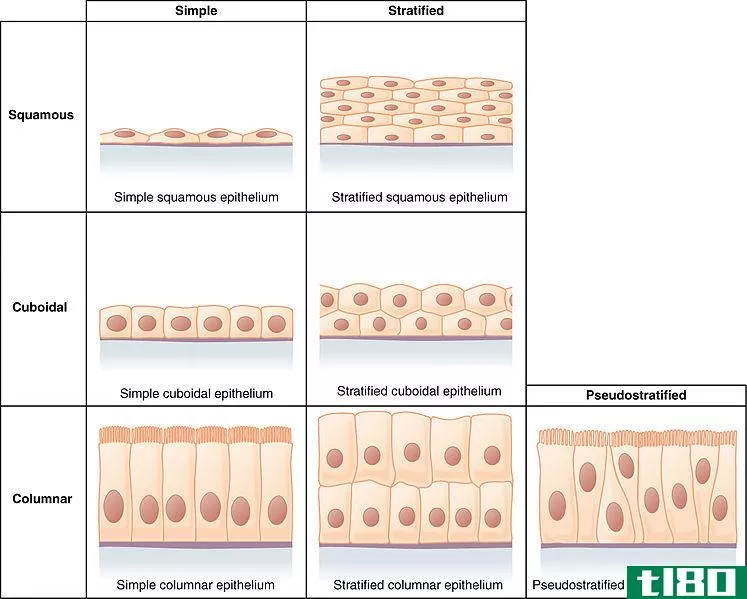 简单分层(simple stratified)和假复层上皮组织(pseudostratified epithelial tissue)的区别