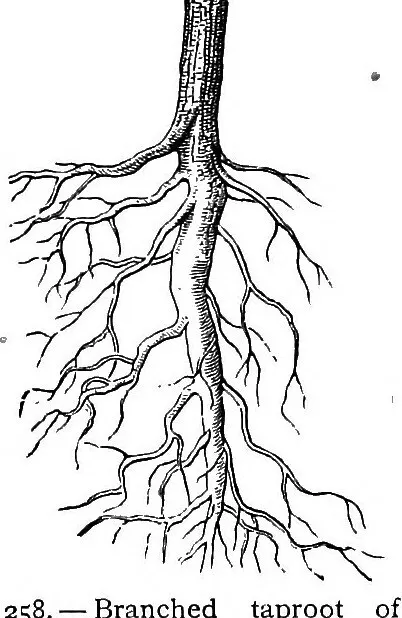 主根(taproot)和不定根(adventitious root)的区别