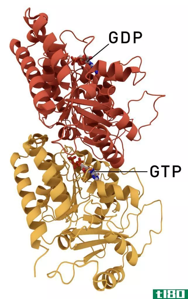 阿尔法(alpha)和β-微管蛋白(beta tubulin)的区别
