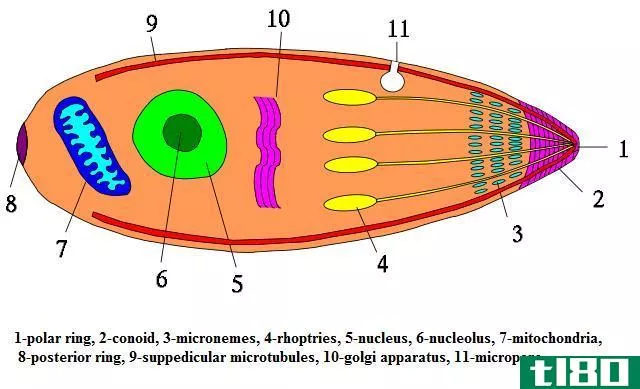 心尖复杂性(apicomplexia)和纤毛(ciliophora)的区别