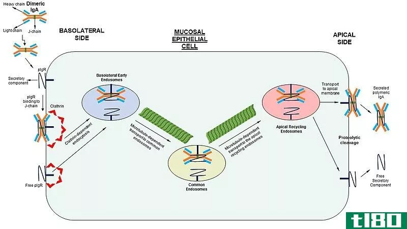 内吞作用(endocytosis)和跨细胞(transcytosis)的区别