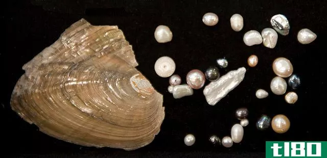 淡水(freshwater)和养殖珍珠(cultured pearls)的区别
