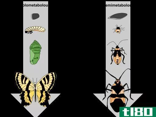 全代谢组(holometabolous)和昆虫的半代谢变态(hemimetabolous metamorphosis in insects)的区别